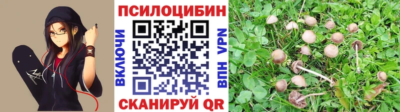Псилоцибиновые грибы Psilocybine cubensis  где найти   mega зеркало  Кропоткин 